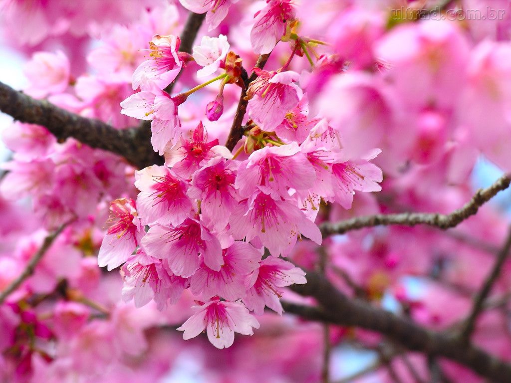 A flor de Sakura e o Ipê brasileiro – Janaina Moreno